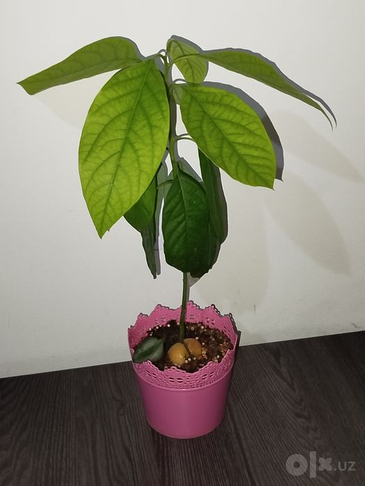 Avakado koʻchati авакадо