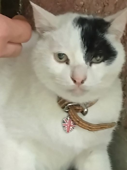 Подарява се котенце