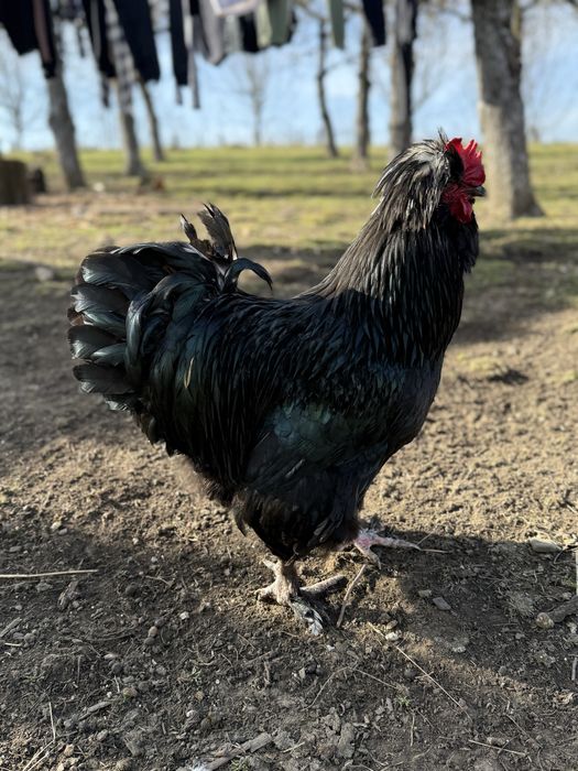 Vand sau schimb 8 cocosi motati incaltati barbosi golasi!