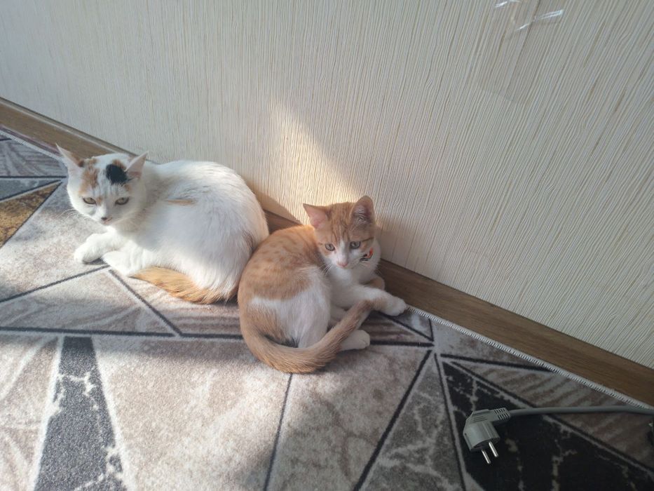 Turkiy Van zotli mushuklar sotiladi