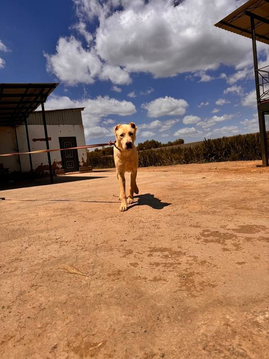 Алабай на вязку хооджейли