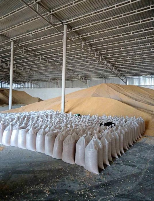 Vând Porumb uscat gata pus în saci cu transport la domiciliu