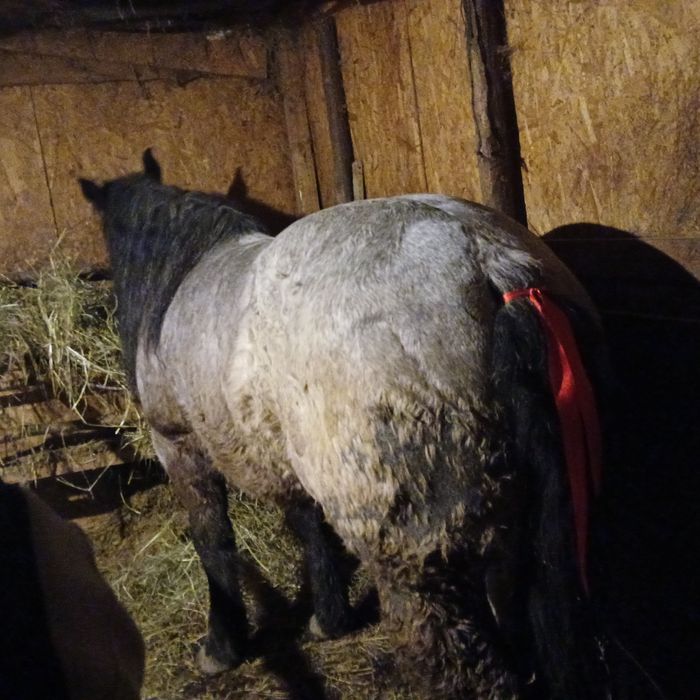 vând  un cala castrat 6 ani