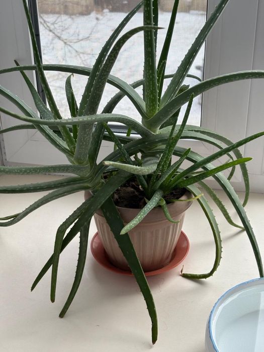 Алое комнатное растение