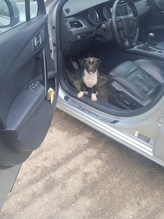 Donez cățelus metis