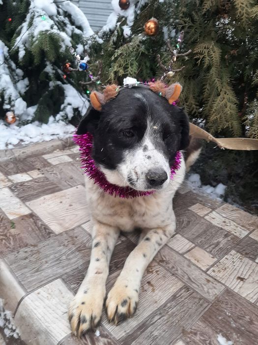 ПорОдиСтыЕ и Дворянины в НадеЖные руки