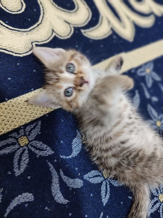 Домашний Котят, раздаю бесплатно