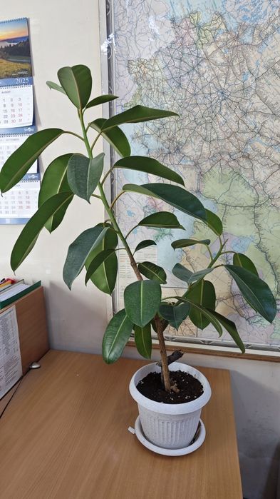 Продам Фикусы 2 шт
