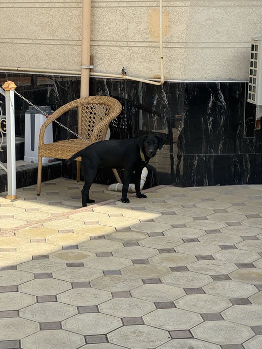 Продается лабродор черного цвета