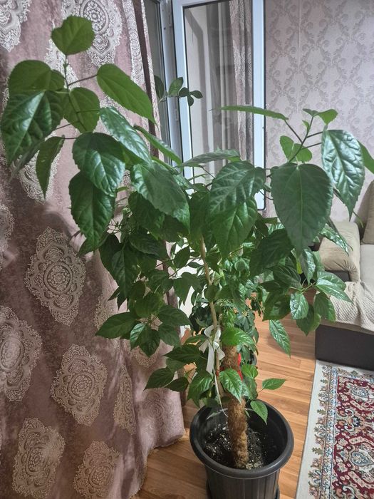 Комнатные растения