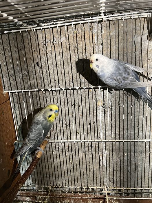 Papugaylar Sotiladi!!!