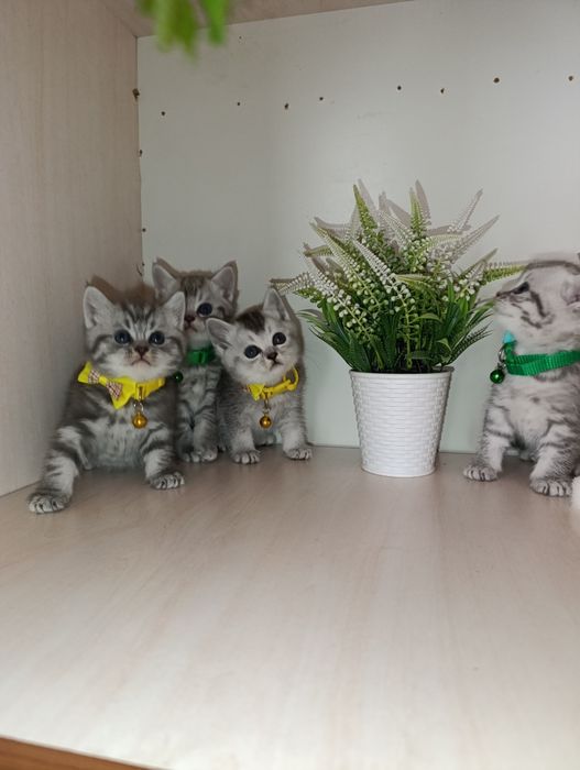 Серебристая шиншилла.Скоттиш страйт и Фолд