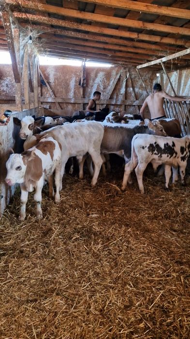 Aduc viței de rasă pe comandă dumneavoastră!!