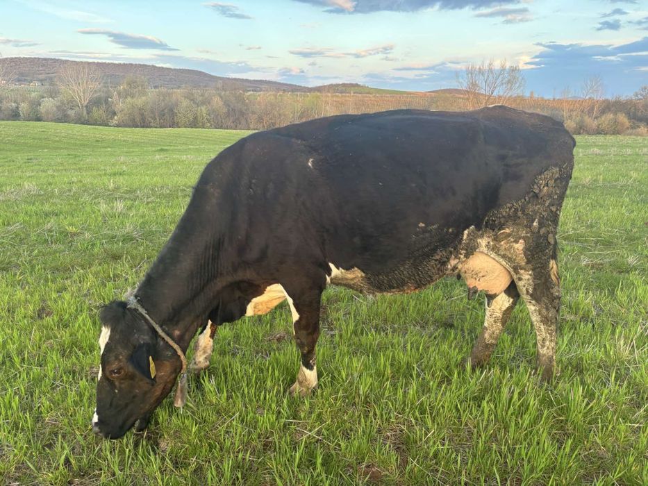 Продавам телни крави и юници