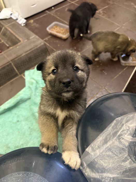 Отдам в добрые руки щенят