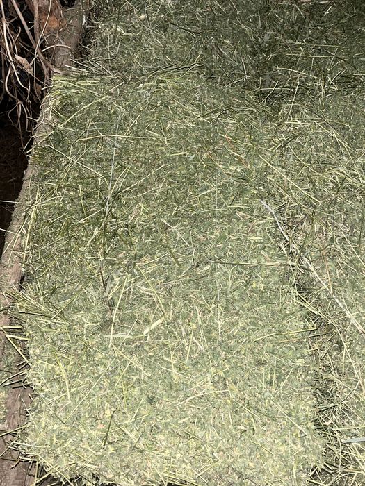 Жонышка сатылады (люцерна)