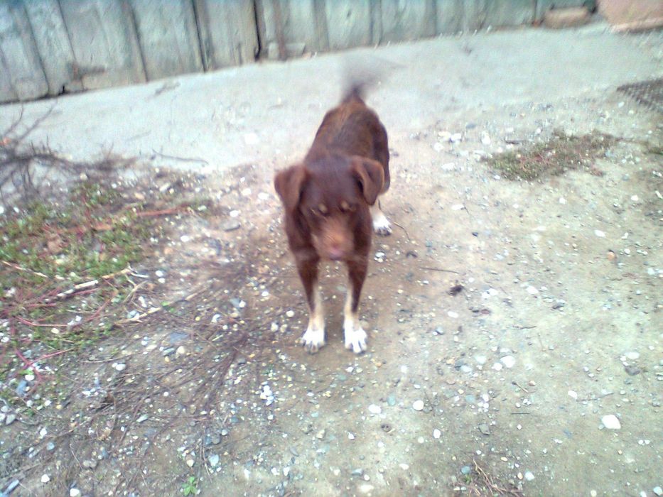 Donez catei teckell/brack