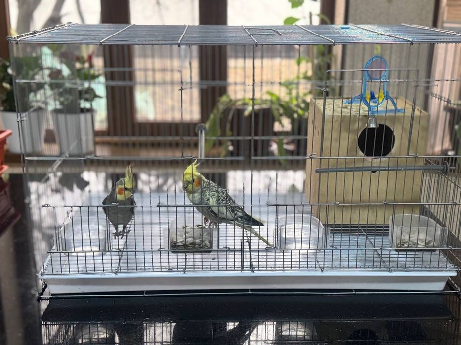 Кореллы, пара продается вместе с домиком и игрушками 500к сум