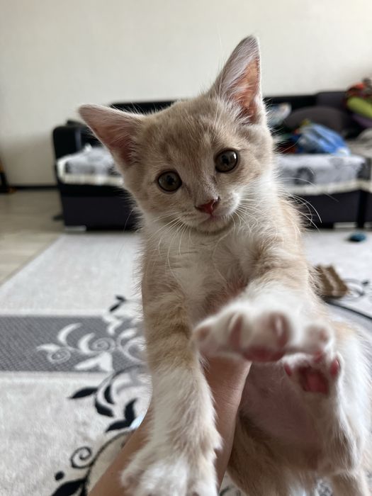 Котенок, мальчик