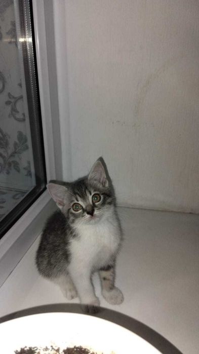 домашние кошки и котята!