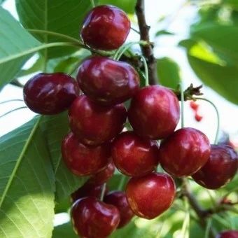 Pomi Fructiferi la Ghiveci (Cireș)