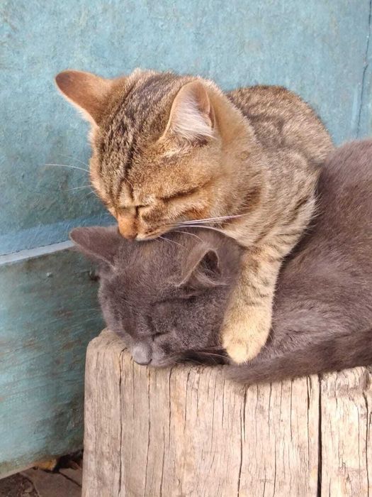 Ищем дом для котят!