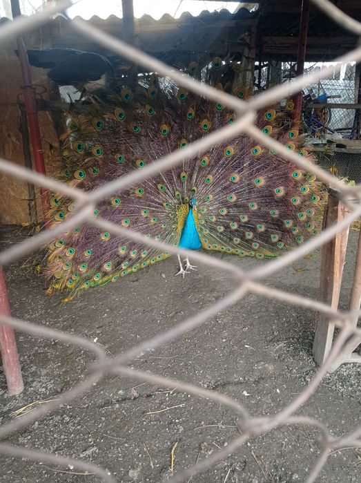 Pauni de vânzare sau la schimb cu o păunița