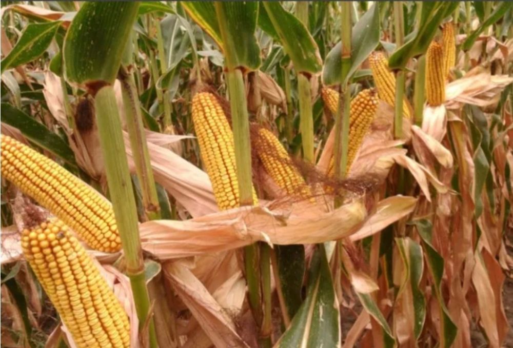 Силос сотилади бохорги домик нархи 1100 сом жойида  навал холода 15 т