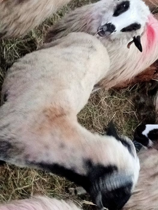 Vând 5 berbeci m-ai multe detalii la telefon