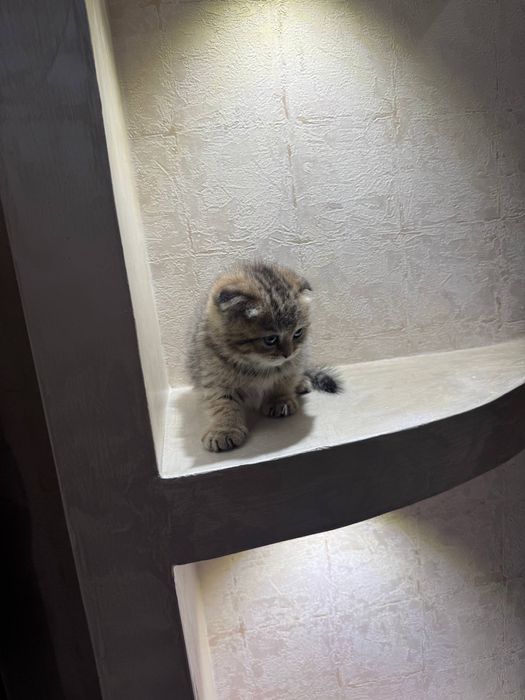 Scottish Fold девочка