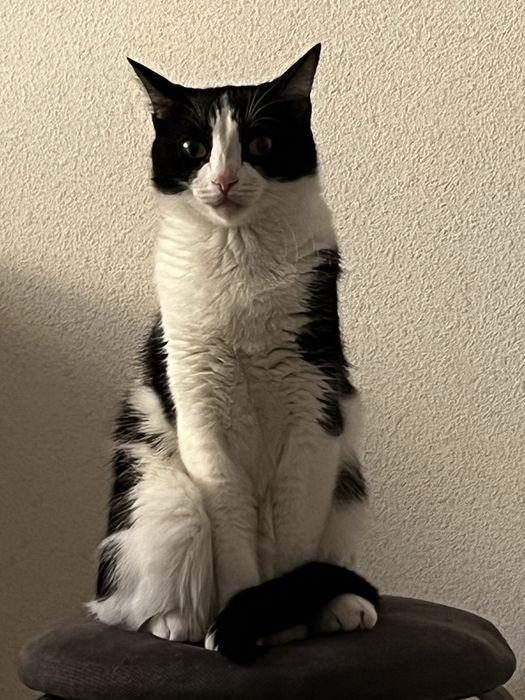 Кошка даром в добрые руки