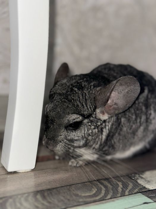 Vand pui chincilla, 7 luni