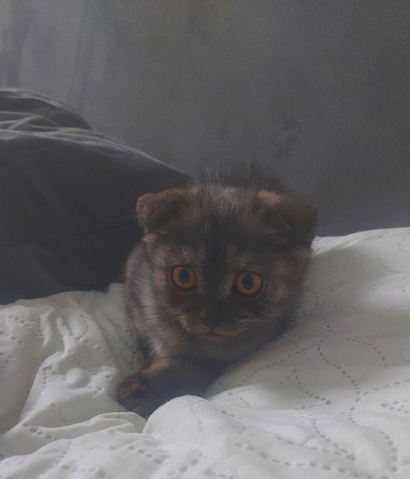 Котёнок девочка  2 месяца