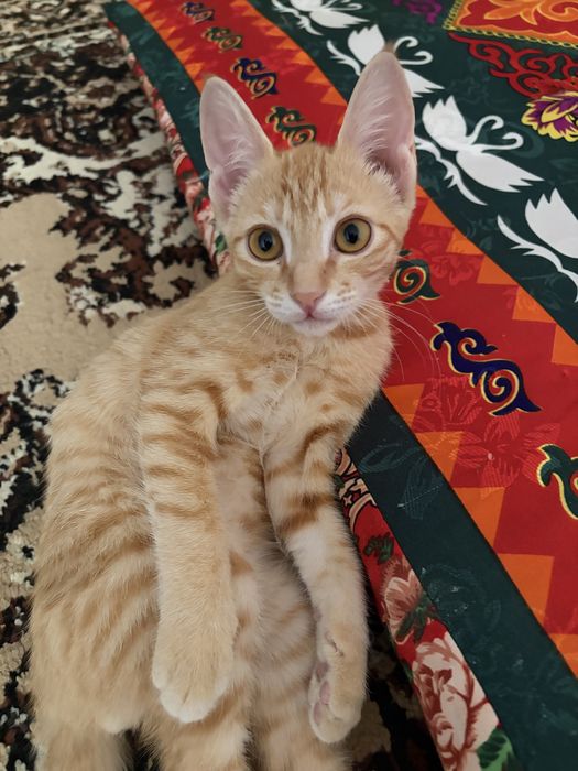 Отдам котенка в добрые руки