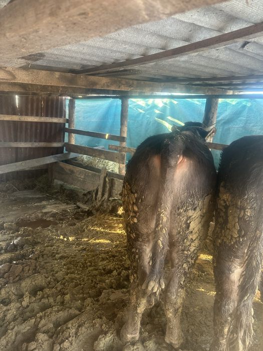 Продам 2 быка алатау