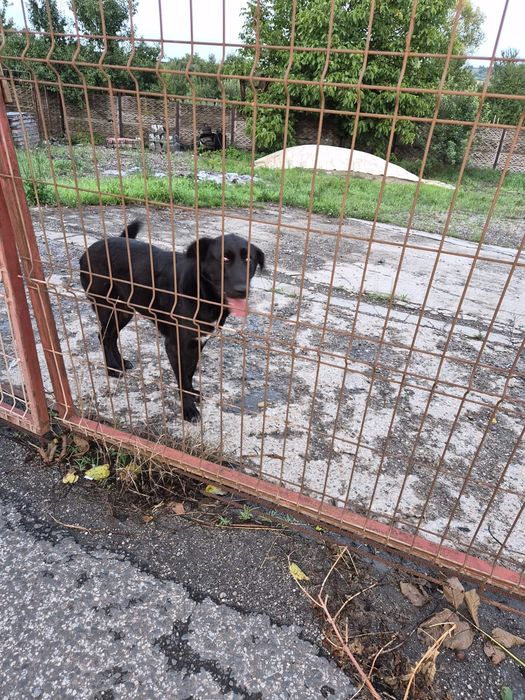 Donez caine lup femelă