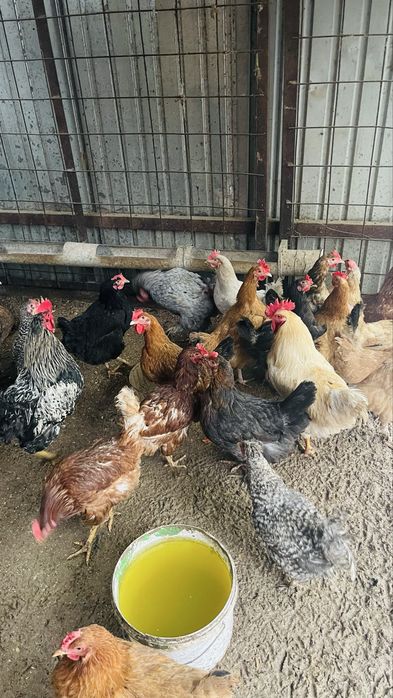 Инкубаторға жұмыртқа