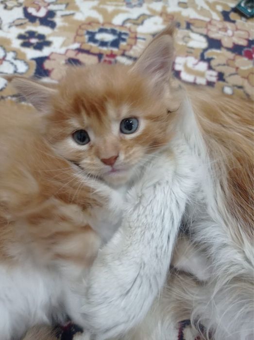 Мейн кун котята