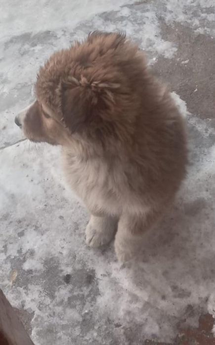 Щенки , бесплатно