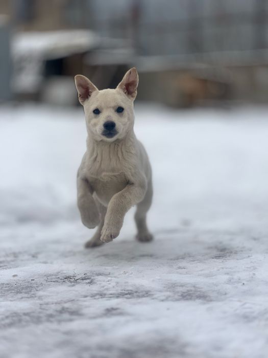 Отдадим щенка-девочку в добрые руки (2–3 месяца)