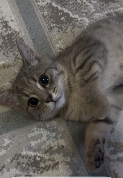 Котенок 3-4 месяца