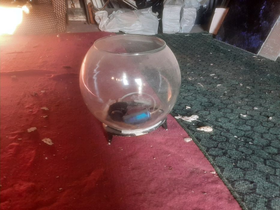 Akvarim baliqchalarga