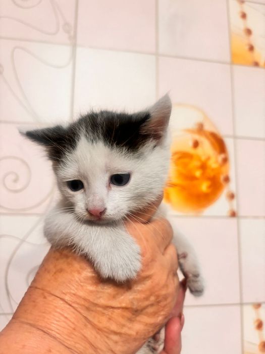 Котенок в добрые руки