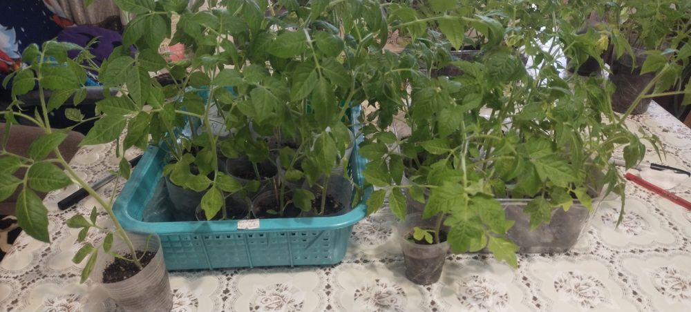 Продам рассаду помидор