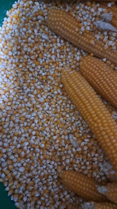 Зерна попкорна сорт бабочка