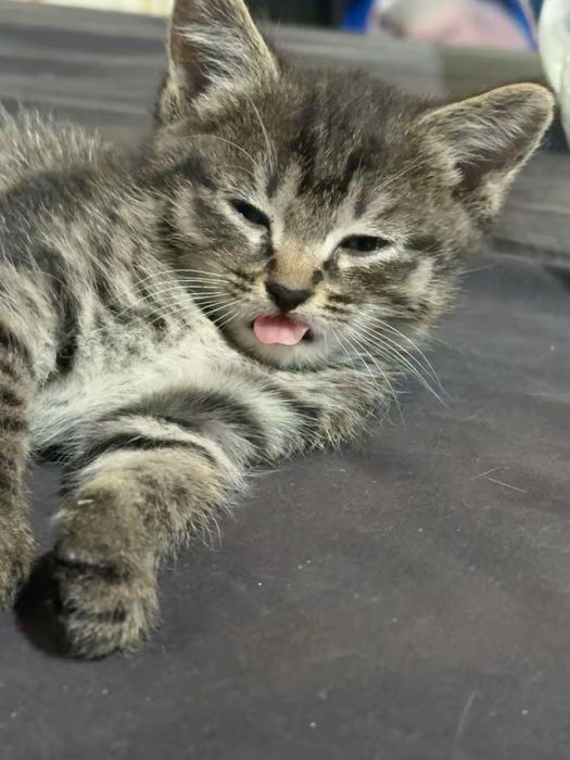 Котенок актиивный