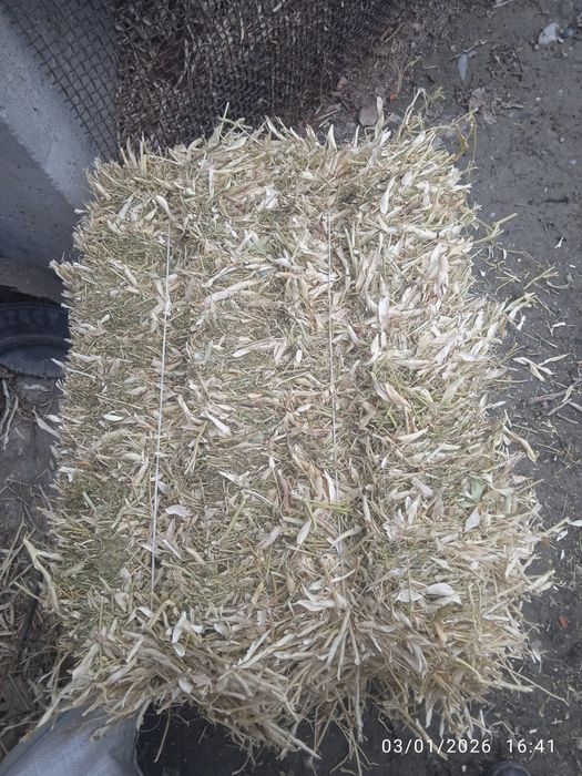 Loʻviya poʻchoq presi sotiladi