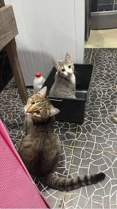 Отдам кота даром