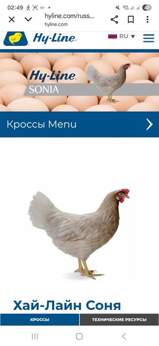 Хаммаси 100 % товук чикади. Цыплята Курочки несушки.  Jojalar