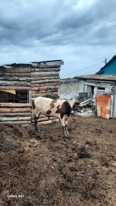 Продам бычка годовалый
